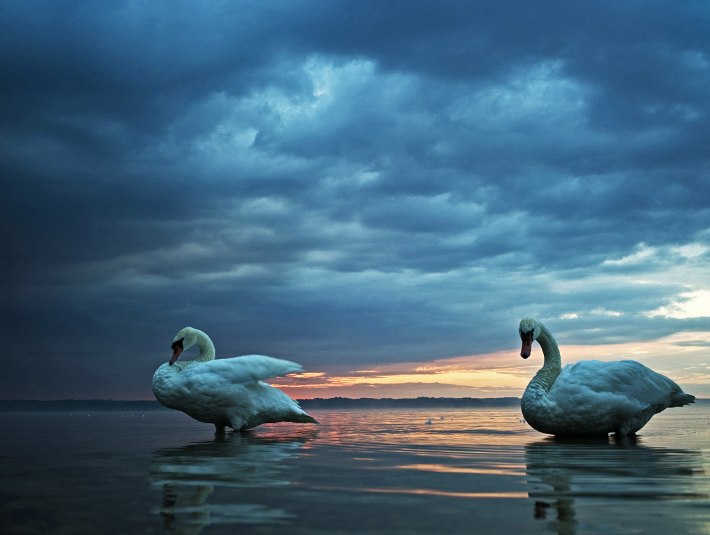 Schwanenpaar in der Abendsonne